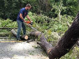 Professional  Tree Services in Bourg, LA